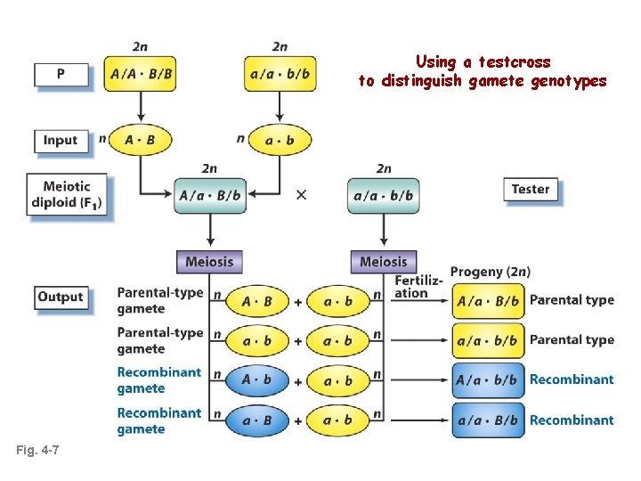 Using a testcross to distinguish gamete genotypes Fig. 4 -7 