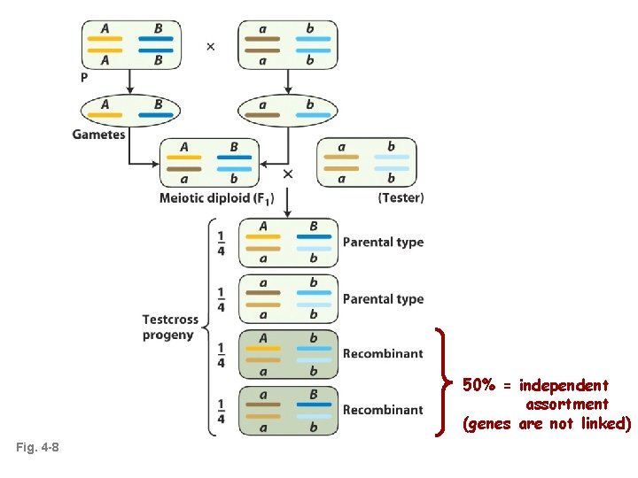 50% = independent assortment (genes are not linked) Fig. 4 -8 