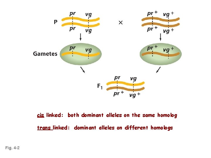 cis linked: both dominant alleles on the same homolog trans linked: dominant alleles on