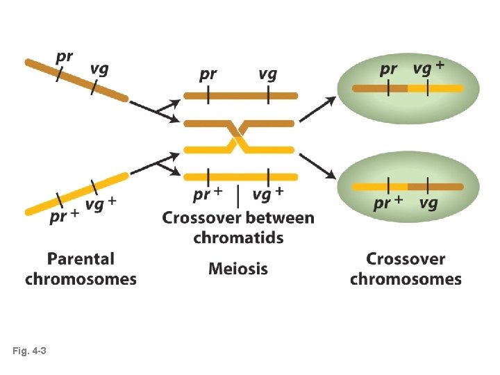 Fig. 4 -3 