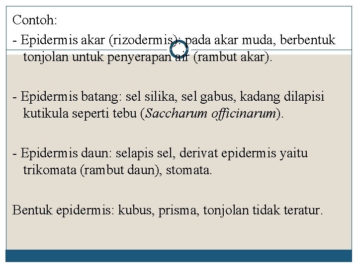 Contoh: - Epidermis akar (rizodermis): pada akar muda, berbentuk tonjolan untuk penyerapan air (rambut