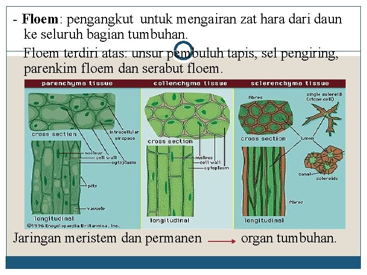 - Floem: pengangkut untuk mengairan zat hara dari daun ke seluruh bagian tumbuhan. Floem