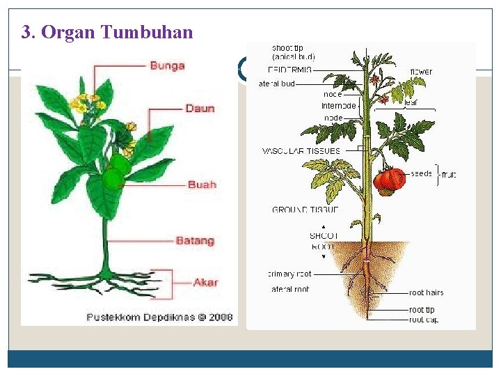 3. Organ Tumbuhan 