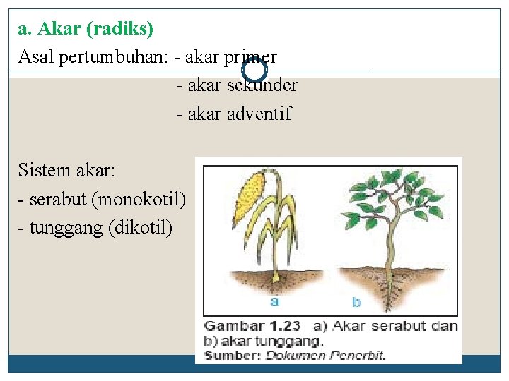 a. Akar (radiks) Asal pertumbuhan: - akar primer - akar sekunder - akar adventif