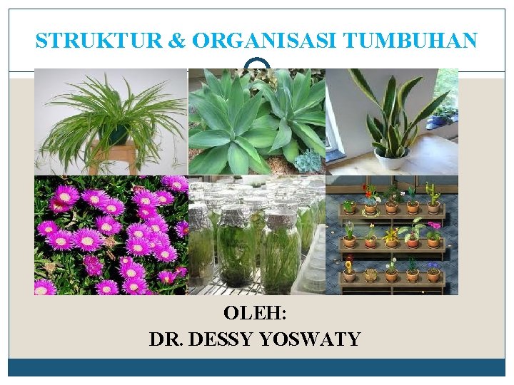 STRUKTUR & ORGANISASI TUMBUHAN OLEH: DR. DESSY YOSWATY 