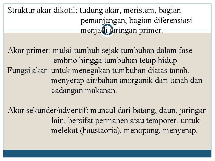 Struktur akar dikotil: tudung akar, meristem, bagian pemanjangan, bagian diferensiasi menjadi jaringan primer. Akar