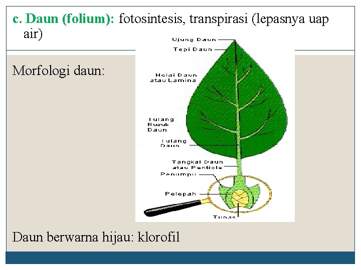c. Daun (folium): fotosintesis, transpirasi (lepasnya uap air) Morfologi daun: Daun berwarna hijau: klorofil