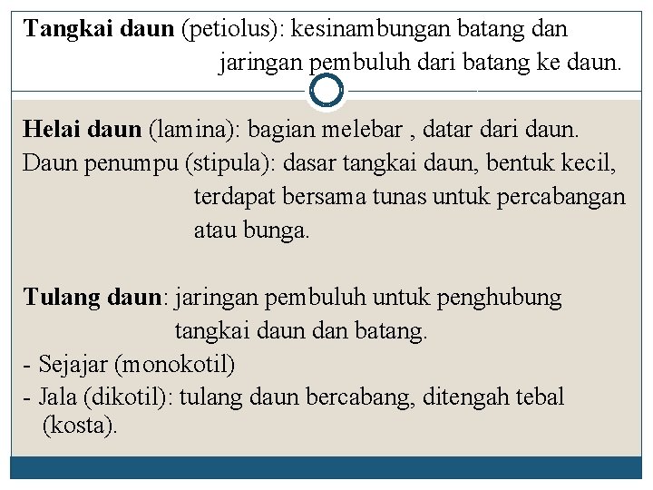 Tangkai daun (petiolus): kesinambungan batang dan jaringan pembuluh dari batang ke daun. Helai daun