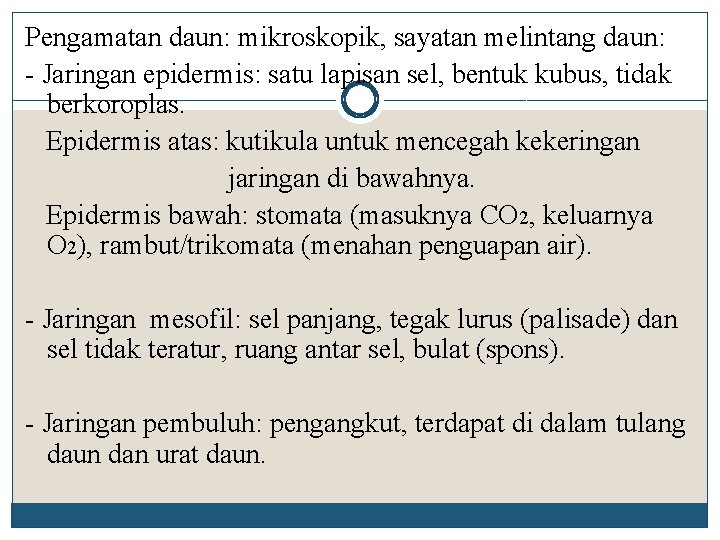 Pengamatan daun: mikroskopik, sayatan melintang daun: - Jaringan epidermis: satu lapisan sel, bentuk kubus,