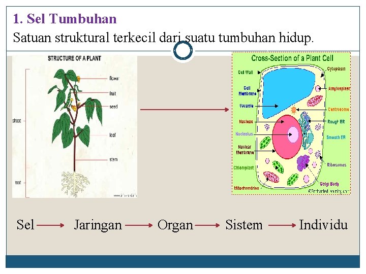 1. Sel Tumbuhan Satuan struktural terkecil dari suatu tumbuhan hidup. Sel Jaringan Organ Sistem