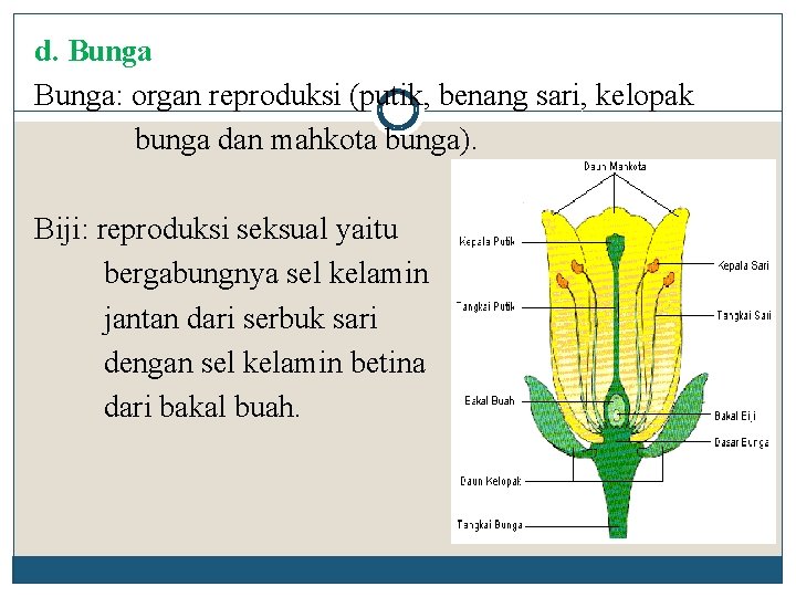 d. Bunga: organ reproduksi (putik, benang sari, kelopak bunga dan mahkota bunga). Biji: reproduksi