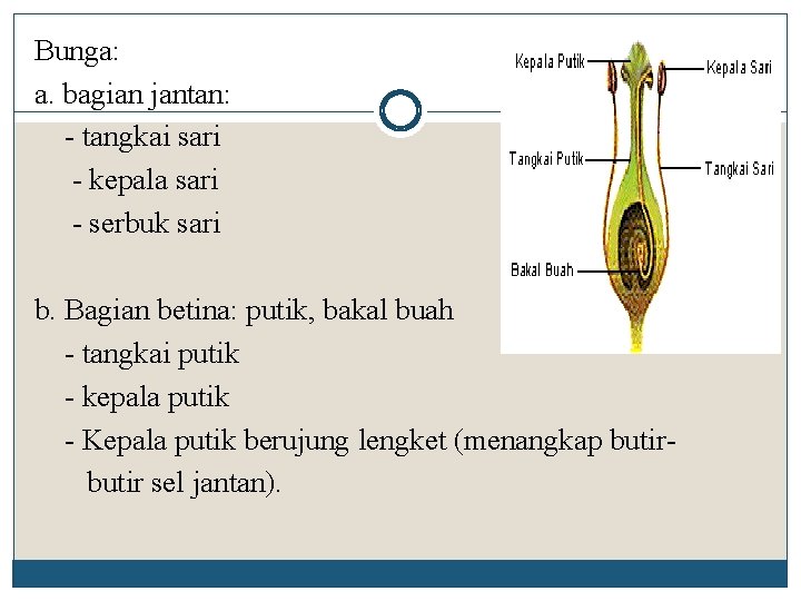 Bunga: a. bagian jantan: - tangkai sari - kepala sari - serbuk sari b.