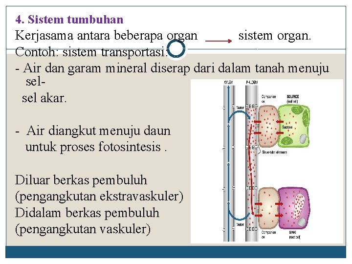 4. Sistem tumbuhan Kerjasama antara beberapa organ sistem organ. Contoh: sistem transportasi: - Air