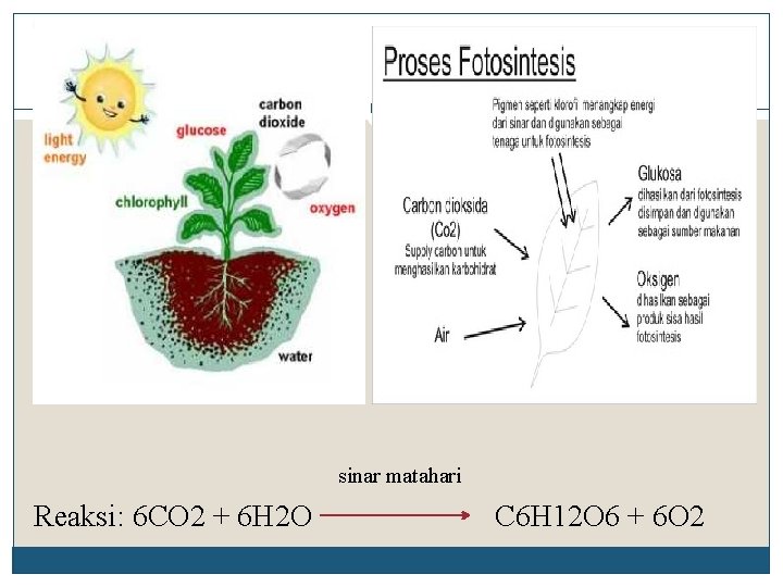 sinar matahari Reaksi: 6 CO 2 + 6 H 2 O C 6 H