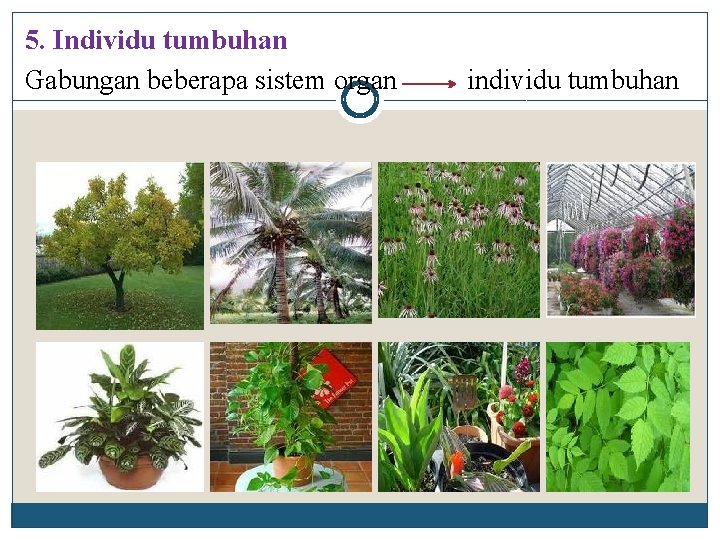 5. Individu tumbuhan Gabungan beberapa sistem organ individu tumbuhan 
