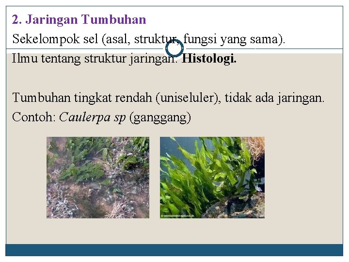 2. Jaringan Tumbuhan Sekelompok sel (asal, struktur, fungsi yang sama). Ilmu tentang struktur jaringan: