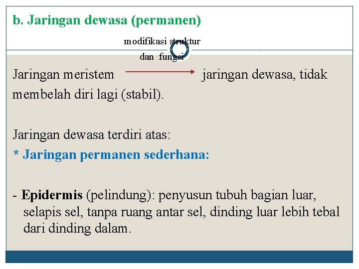 b. Jaringan dewasa (permanen) modifikasi struktur dan fungsi Jaringan meristem membelah diri lagi (stabil).