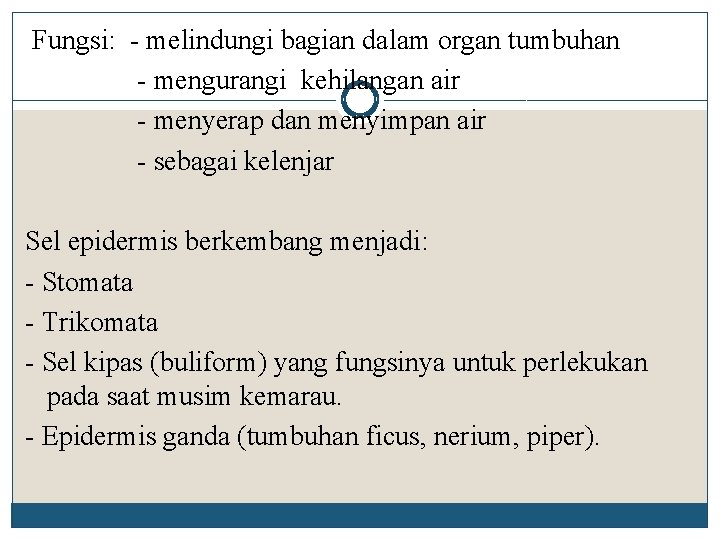 Fungsi: - melindungi bagian dalam organ tumbuhan - mengurangi kehilangan air - menyerap dan