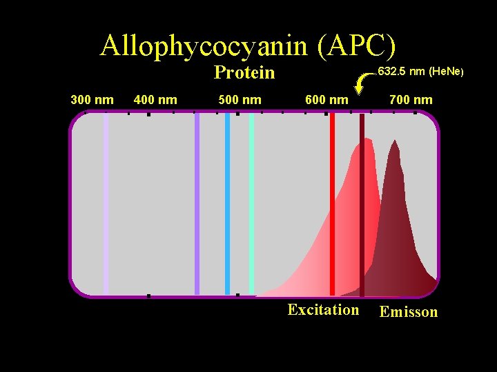 Allophycocyanin (APC) Protein 300 nm 400 nm 500 nm © J. Paul Robinson -