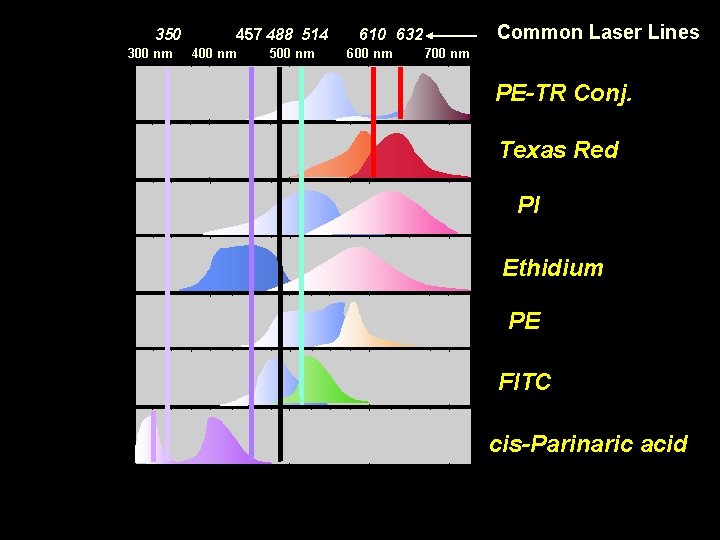 350 300 nm 457 488 514 400 nm 500 nm Common Laser Lines 610