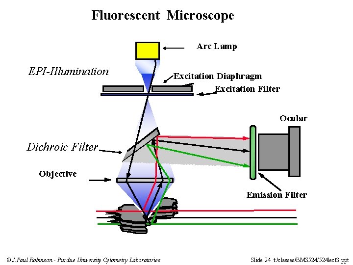 Fluorescent Microscope Arc Lamp EPI-Illumination Excitation Diaphragm Excitation Filter Ocular Dichroic Filter Objective Emission