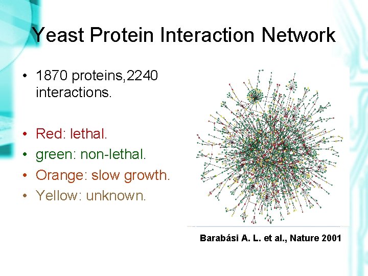 Yeast Protein Interaction Network • 1870 proteins, 2240 interactions. • • Red: lethal. green: