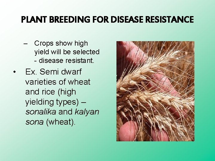 PLANT BREEDING FOR DISEASE RESISTANCE – Crops show high yield will be selected -