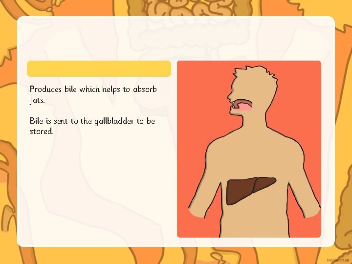 Produces bile which helps to absorb fats. Bile is sent to the gallbladder to Produces bile which helps to absorb fats. Bile is sent to the gallbladder to