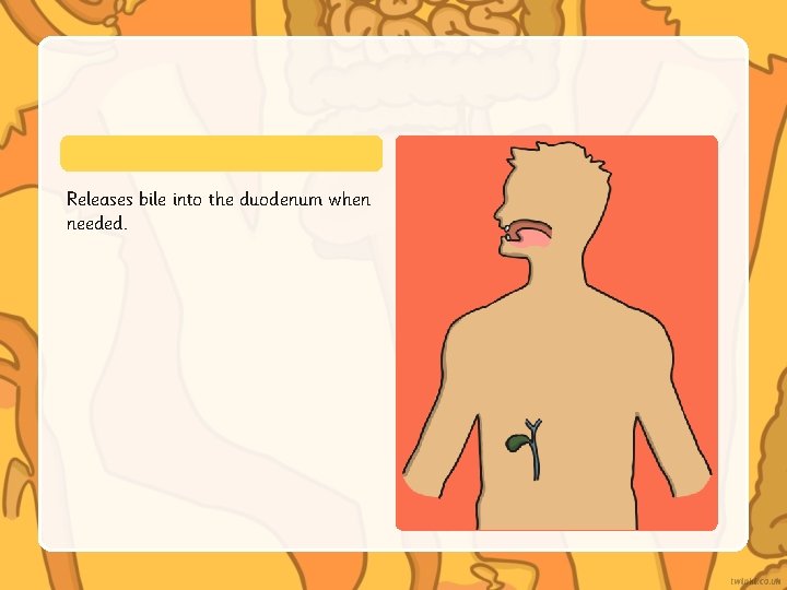 Releases bile into the duodenum when needed. Releases bile into the duodenum when needed.