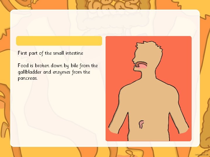 First part of the small intestine Food is broken down by bile from the