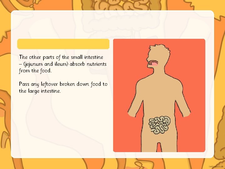 The other parts of the small intestine – (jejunum and ileum) absorb nutrients from