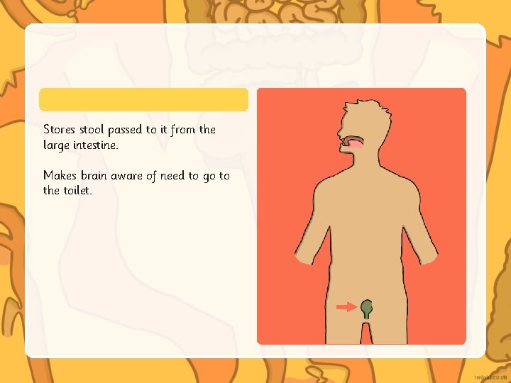 Stores stool passed to it from the large intestine. Makes brain aware of need Stores stool passed to it from the large intestine. Makes brain aware of need