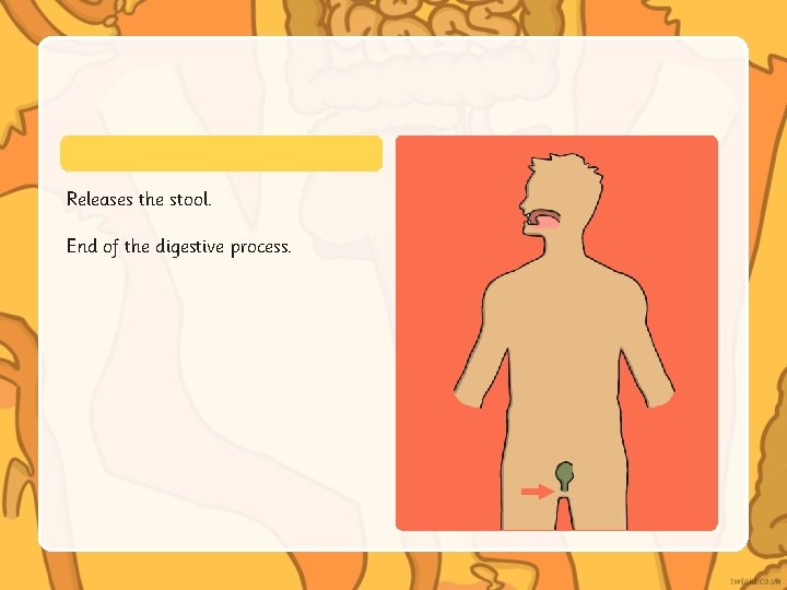 Releases the stool. End of the digestive process. Releases the stool. End of the digestive process.