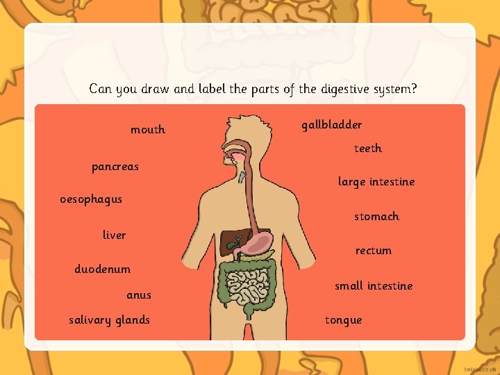 Can you draw and label the parts of the digestive system? mouth gallbladder teeth