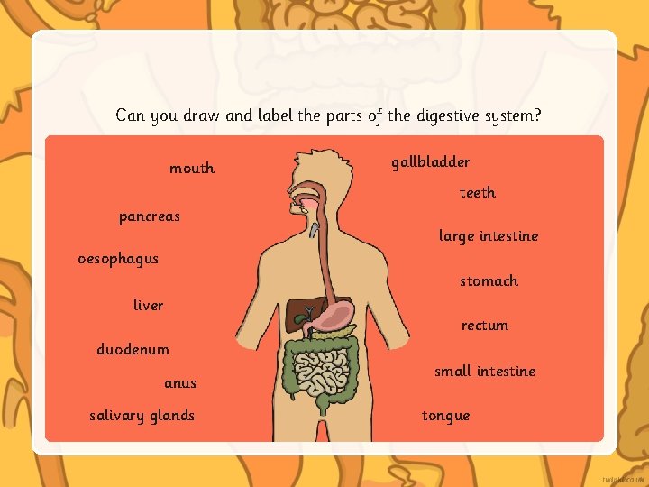Can you draw and label the parts of the digestive system? mouth gallbladder teeth Can you draw and label the parts of the digestive system? mouth gallbladder teeth