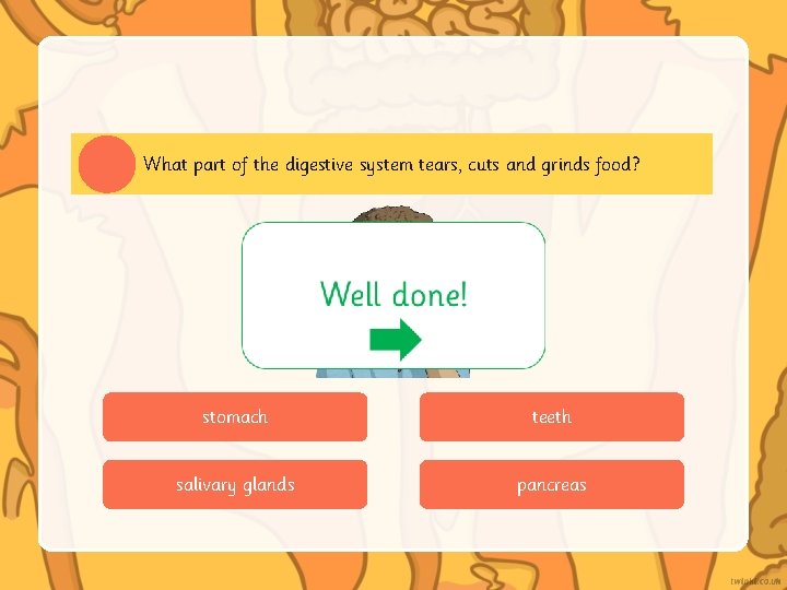 What part of the digestive system tears, cuts and grinds food? stomach teeth salivary What part of the digestive system tears, cuts and grinds food? stomach teeth salivary