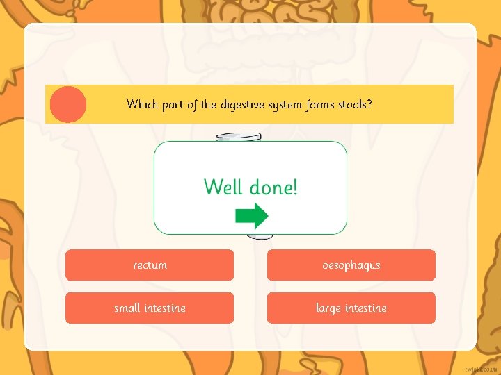 Which part of the digestive system forms stools? rectum oesophagus small intestine large intestine