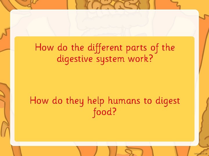 How do the different parts of the digestive system work? How do they help