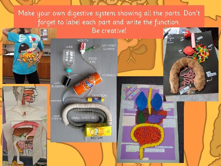 Make your own digestive system showing all the parts. Don’t forget to label each