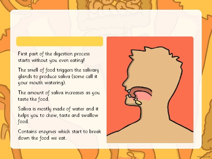 First part of the digestion process starts without you even eating! The smell of First part of the digestion process starts without you even eating! The smell of