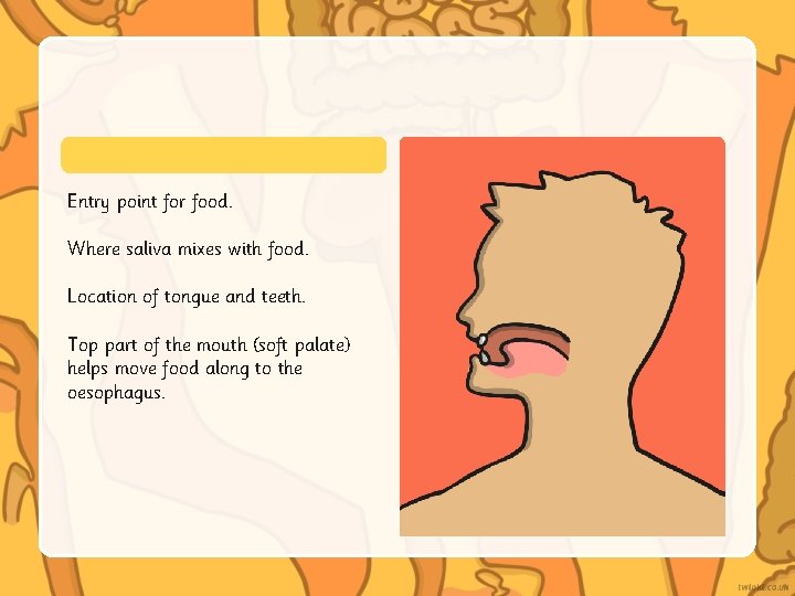 Entry point for food. Where saliva mixes with food. Location of tongue and teeth.