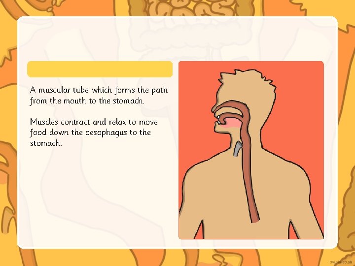 A muscular tube which forms the path from the mouth to the stomach. Muscles