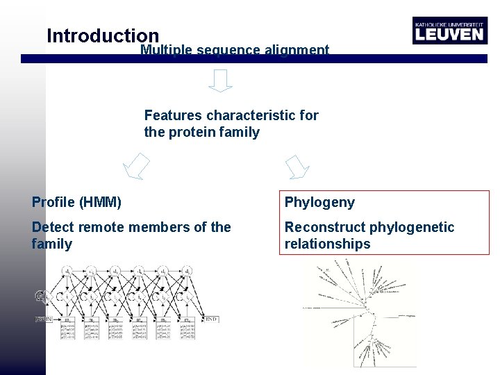 Introduction Multiple sequence alignment Features characteristic for the protein family Profile (HMM) Phylogeny Detect