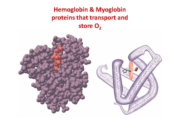 Hemoglobin & Myoglobin proteins that transport and store O 2 