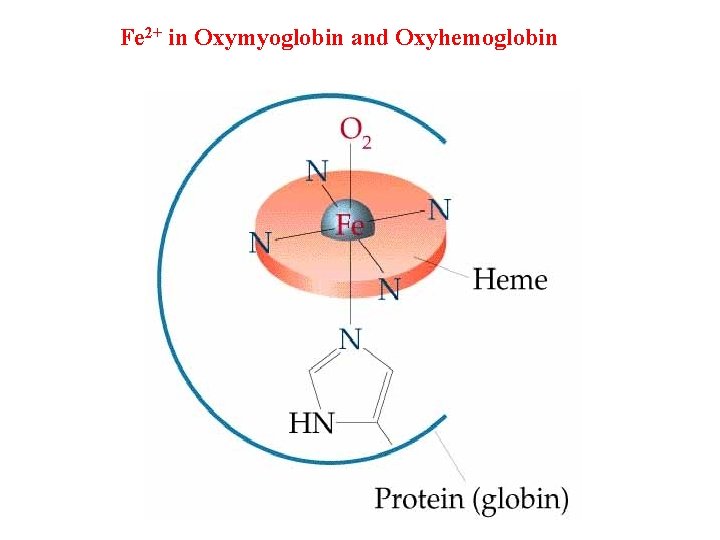 Fe 2+ in Oxymyoglobin and Oxyhemoglobin 