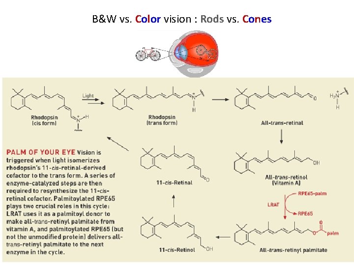 B&W vs. Color vision : Rods vs. Cones 