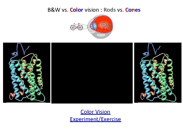 B&W vs. Color vision : Rods vs. Cones Color Vision Experiment/Exercise 