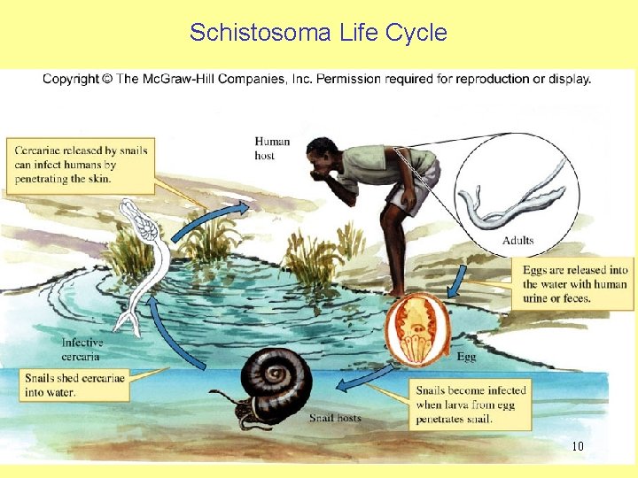 Schistosoma Life Cycle 10 10 