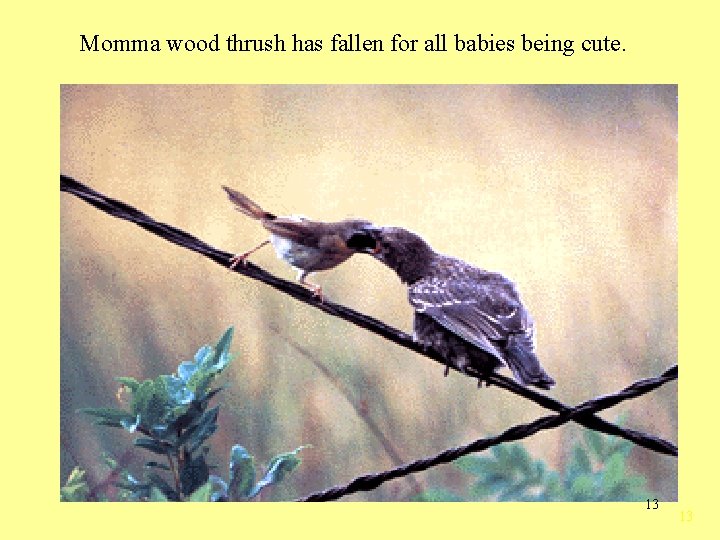 Momma wood thrush has fallen for all babies being cute. 13 13 