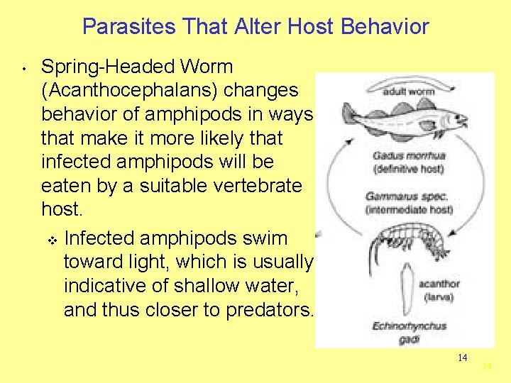 Parasites That Alter Host Behavior • Spring-Headed Worm (Acanthocephalans) changes behavior of amphipods in